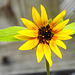 20230719 2362CPw [D~LIP] Sonnenblume (Helianthus annuus), Schmalbiene (Lasioglossum agg). Bad Salzuflen