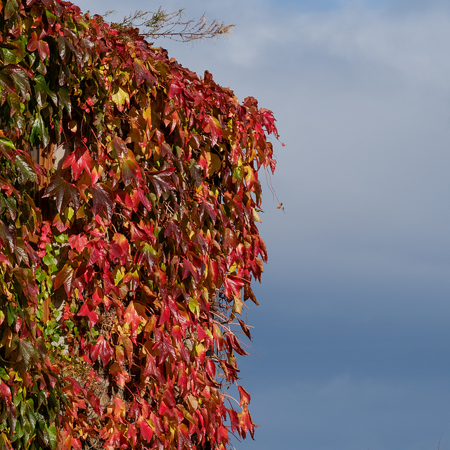 Autumn Leaves