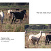 Rude pony - Seven Sisters Country Park - Sussex - 27 10 2025