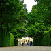 Lindenalle mit Blick auf Schloss Veitshöchheim - Lime tree avenue with a view to Castle Veitshöchheim
