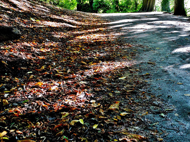 Signs of Autumn in dappled light