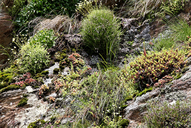 Steinbrechgewächse, Gräser, Moose und Bergwurze an steiler Felswand