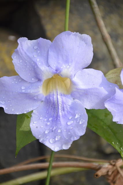 Wassertau auf der Blüte