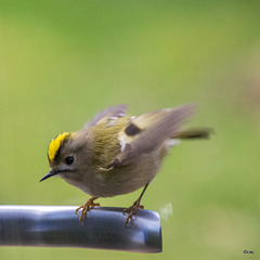 Goldcrest aerobics!