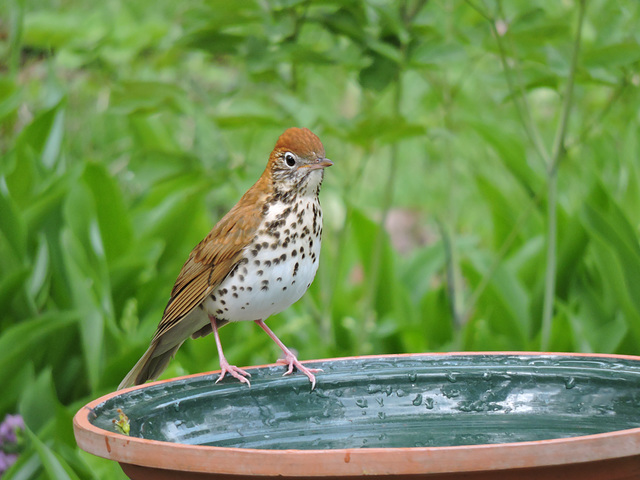 Wood Thrush