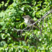 Eastern Phoebe