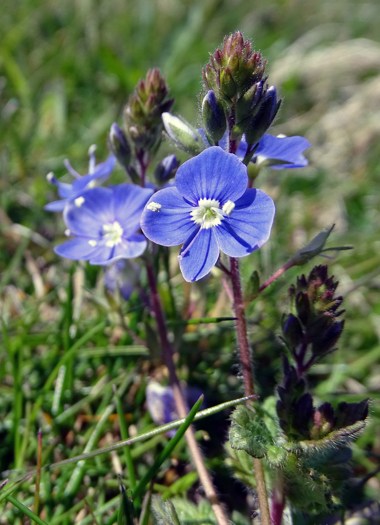 Germander Speedwell.  Veronica chamaedrys