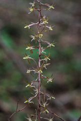 Tipularia discolor (Crane-fly orchid)