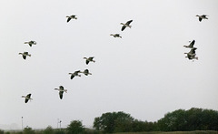 Geese coming into Burton Mere