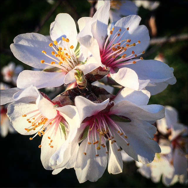 Almond flowers.