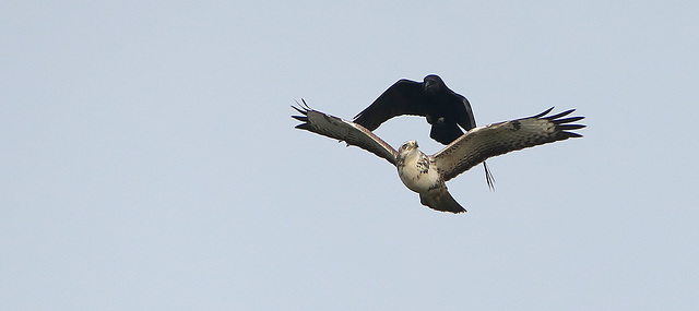 buse variable blanche vs corneille