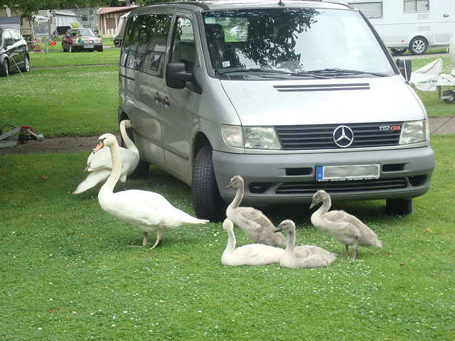 Eine Schwanenfamilie auf dem Campingplatz