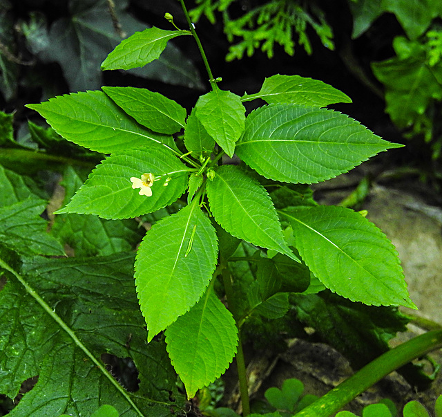 20230624 1246CPw [D~LIP] Kleinblütiges Springkraut (Impatiens parviflora), Bad Salzuflen