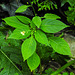 20230624 1246CPw [D~LIP] Kleinblütiges Springkraut (Impatiens parviflora), Bad Salzuflen