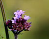 Verveine