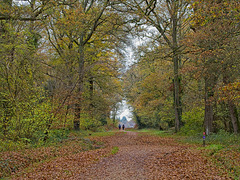 Walking in the Woods