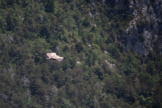 20150529 8296VRAw [R~F] Gänsegeier, Gorges du Verdon, Cote d'Azur