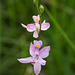 Calopogon pallidus (Pale Grass-pink orchid)