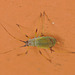 EF7A7867aphid