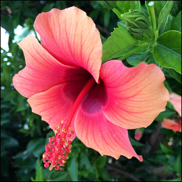 hibiscus blossom