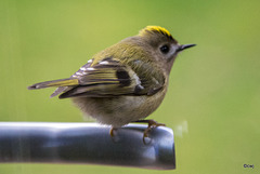 Goldcrest aerobics!