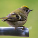 Goldcrest aerobics!