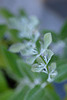 DSCF7230