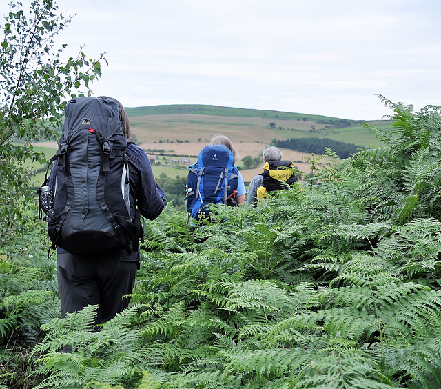 Scotland St. Cuthbert's Way (PiP)