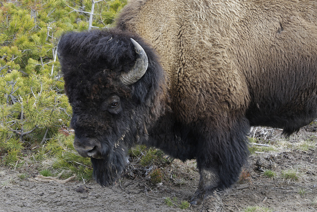 Bull Bison