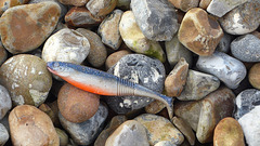 Lured! - Anglers' lure - Seaford Beach - 11 3 2020