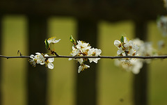 Prunus cerasifera