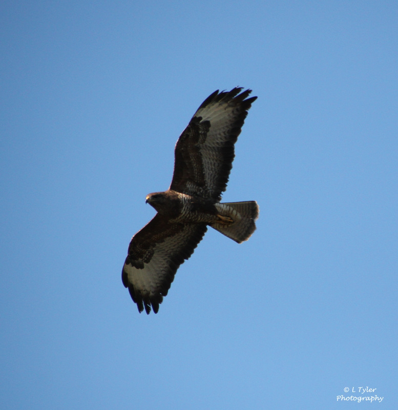 Buzzard