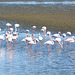 Namibia, Flamingos in the Shallow Waters of Walvis Bay