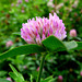 Trifolium  Arvense