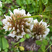 Weißklee (Trifolium repens)