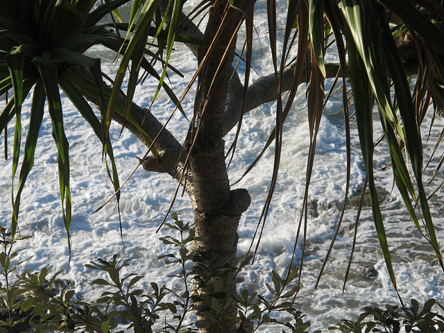 Face à l'océan Pacifique