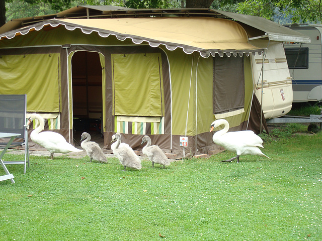 Eine Schwanenfamilie auf dem Campingplatz