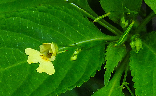 20230624 1248CPw [D~LIP] Kleinblütiges Springkraut (Impatiens parviflora), Bad Salzuflen