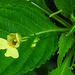 20230624 1248CPw [D~LIP] Kleinblütiges Springkraut (Impatiens parviflora), Bad Salzuflen