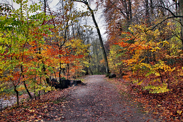 Weg am Borbach (Witten) / 26.11.2023