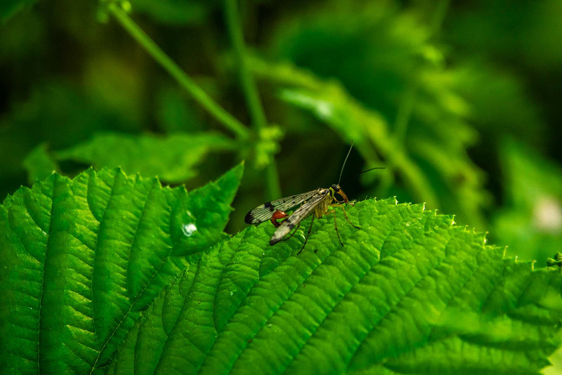 Scorpion fly