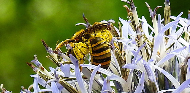 20230719 2363CPw [D~LIP] Kugeldistel, Gelbbindige Furchenbiene (Halictus scabiosae), Bad Salzuflen