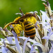 20230719 2363CPw [D~LIP] Kugeldistel, Gelbbindige Furchenbiene (Halictus scabiosae), Bad Salzuflen