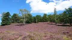 Fischbeker Heide, Hamburg