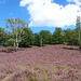 Fischbeker Heide, Hamburg