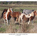 Skewbald ponies - Seven Sisters Country Park - Sussex - 27 10 2025