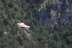 20150529 8297VRAw [R~F] Gänsegeier, Gorges du Verdon, Cote d'Azur