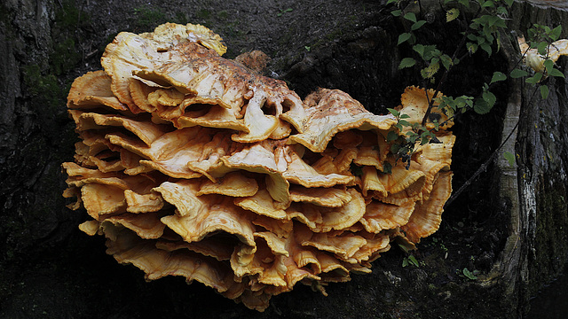 Polypore soufré