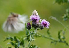 A late bloom