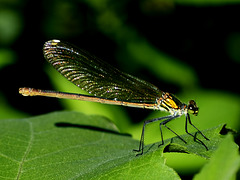 Western Demoiselle f (Calopteryx xanthostoma) DSB 0852